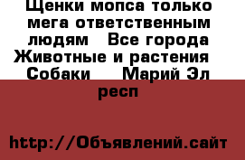 Щенки мопса только мега-ответственным людям - Все города Животные и растения » Собаки   . Марий Эл респ.
